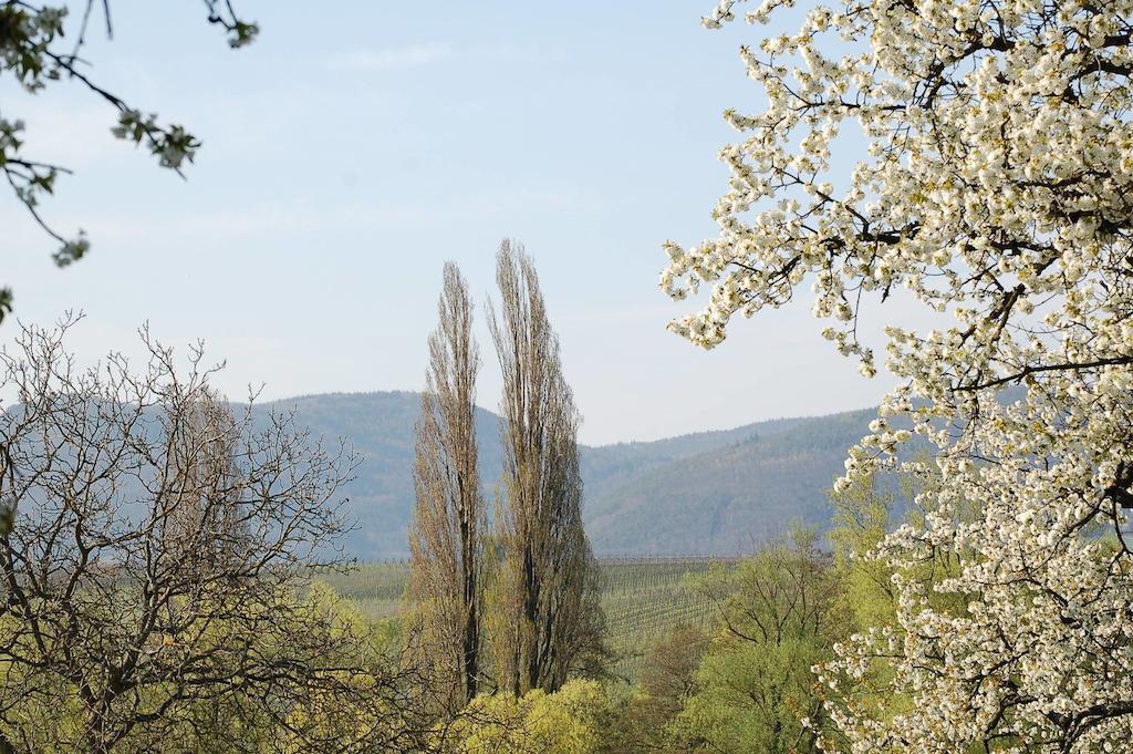Gaestehaus Kleine Kalmit Landau in der Pfalz Dış mekan fotoğraf